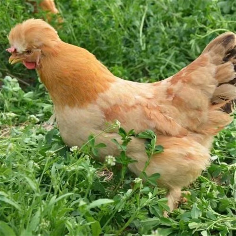 散养北京油鸡活体宫廷鸡风头鸡毛脚鸡包活到家 半斤油鸡2公2母【图片