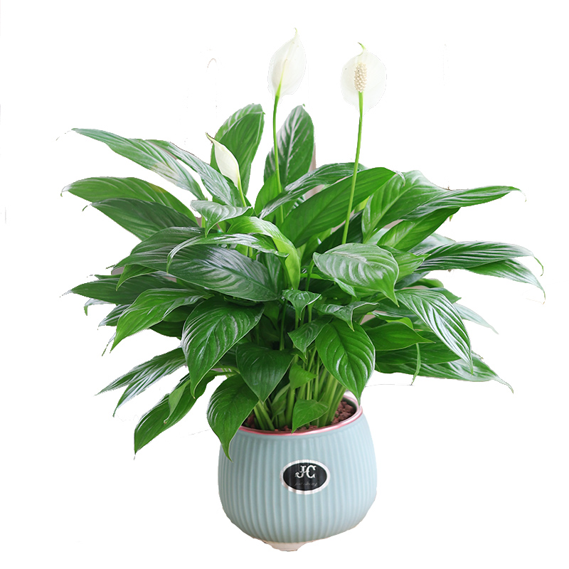 【京选优品】大白掌红掌一帆风顺盆栽水培水养植物室内花卉小绿植四季