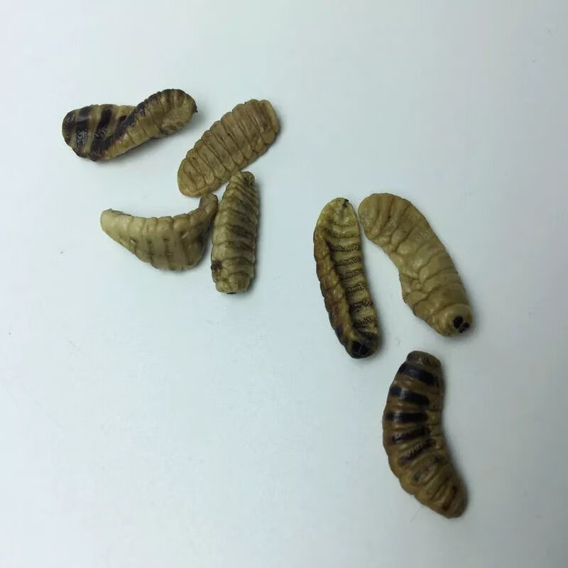 有仁堂保质保鲜羊鼻虫羊鼻涕虫羊角虫 羊鼻涕虫羊虫子药引子 5只 新鲜