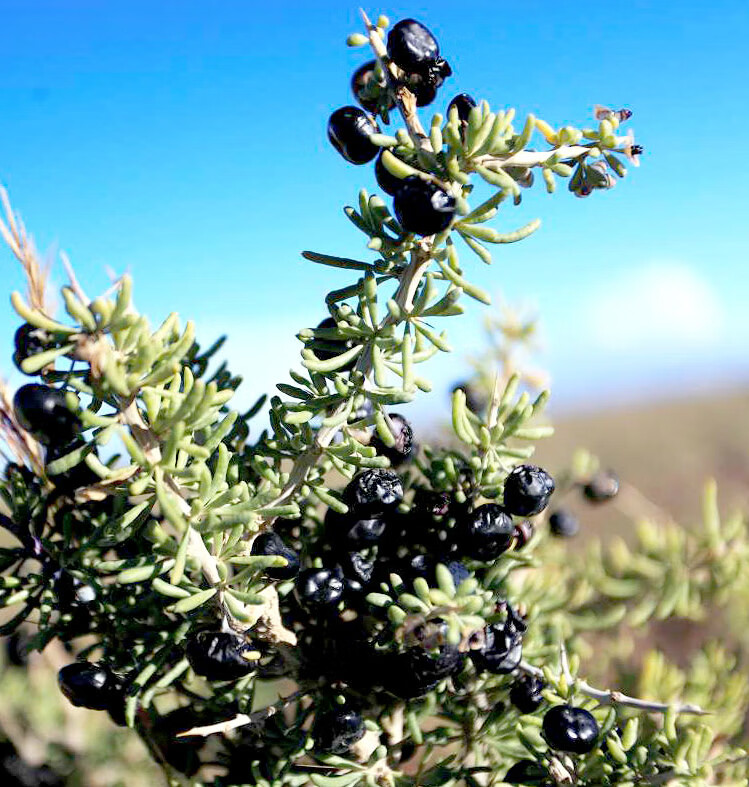 西藏黑枸杞250g 青藏高原无污染花青素 免洗大果黑果枸杞【图片 价格