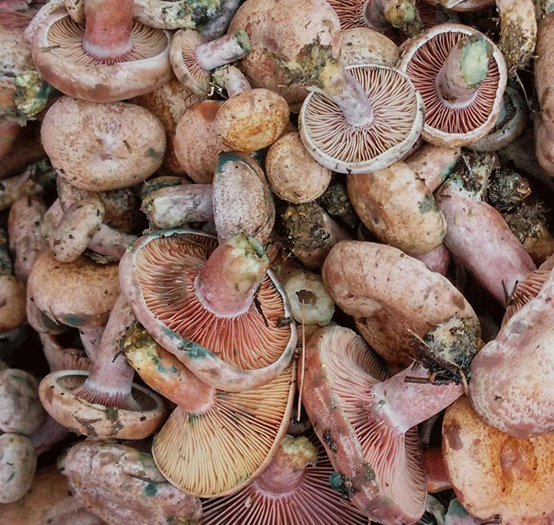 新鲜菌菇蘑菇乌枞菌松树菌枞树菌子三九菇野山菌谷熟菌松乳菇 淡黄色