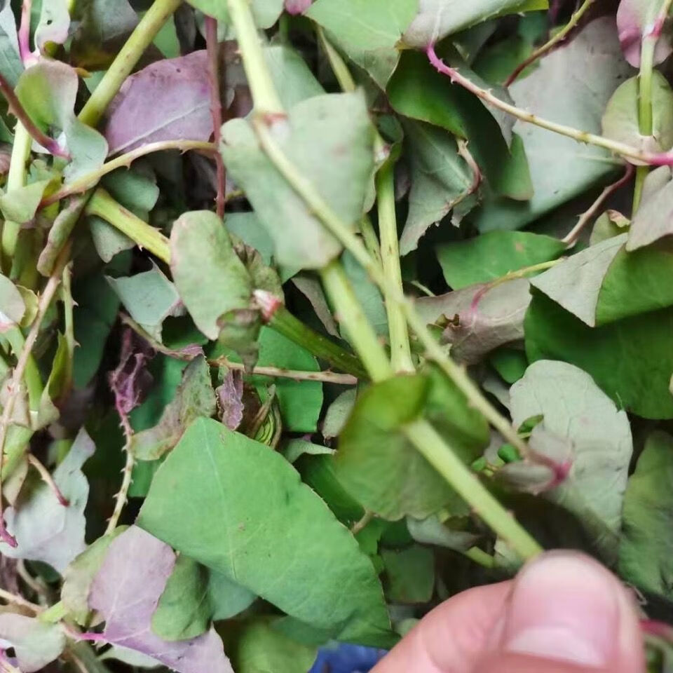 有仁堂 野牲新鲜草药 杠板归 河白草的 蛇倒退 刺犁头 500g【图片