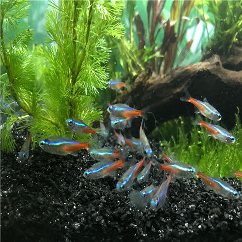 紅綠燈燈籠魚小型燈科魚熱帶觀賞魚淡水水族寵物活體魚包活 熒光綠