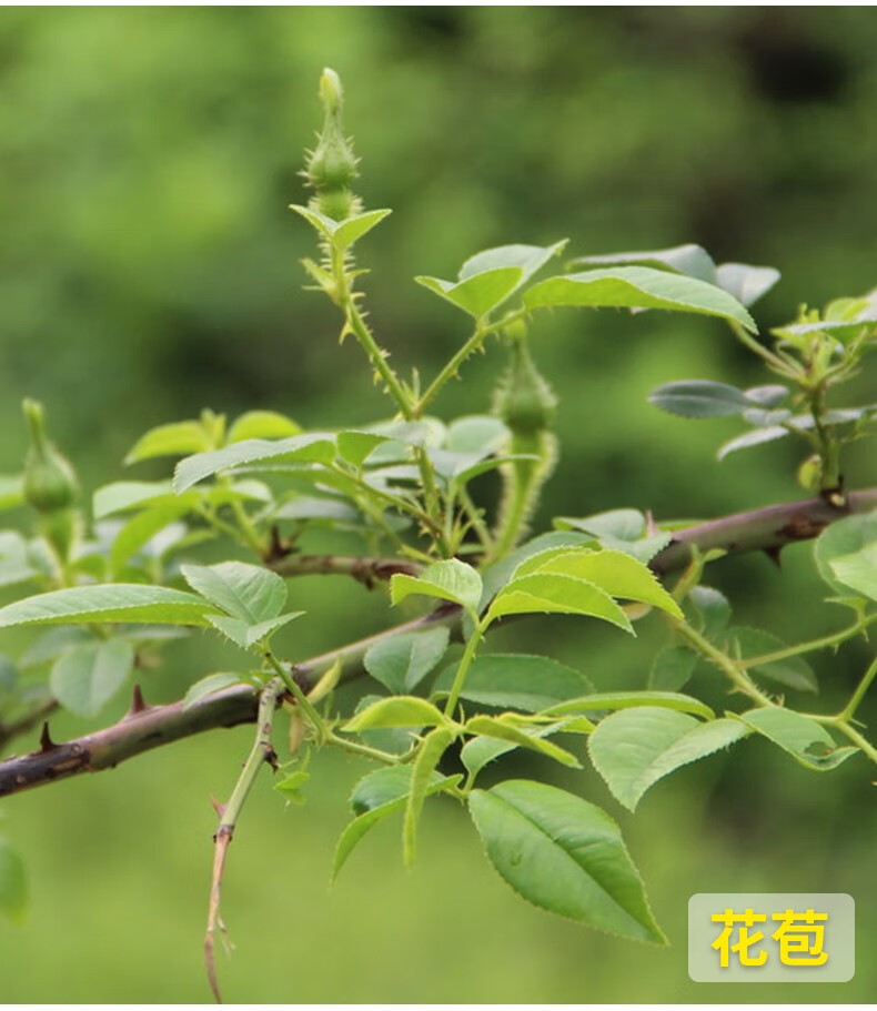 无刺金樱子【1-2年苗】5棵【图片 价格 品牌 报价】-京东