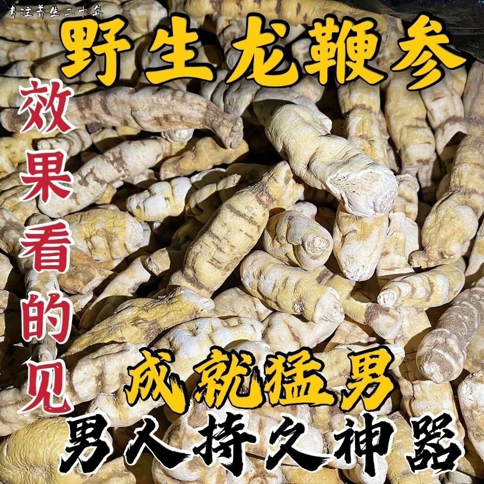 官方旗舰回春草龙鞭参不老草硬的快云南野生泡茶泡酒