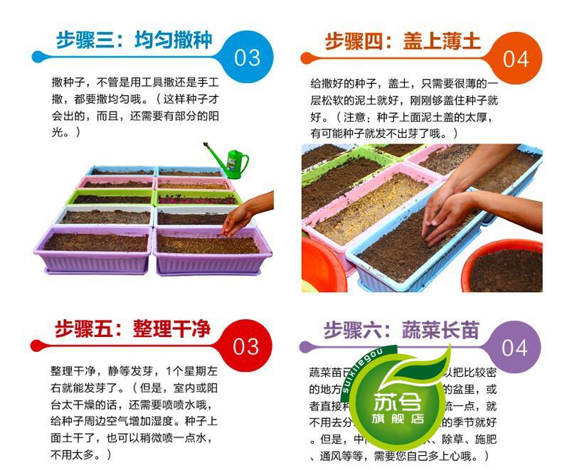 种籽 格桑花种子 波斯菊花种 草花种子 矮杆波斯菊种子 大波斯菊种子