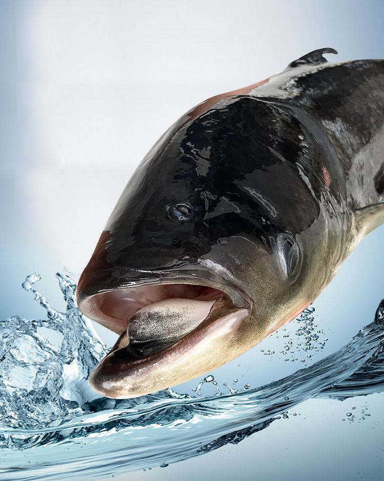 千岛湖 淳牌 有机鱼 鳙鱼 鲢鱼 包头鱼 活鱼打包 胖头鱼 江浙沪皖外