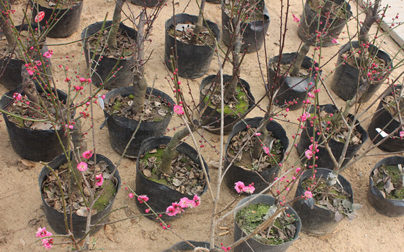 室内庭院盆栽地栽植物 当年开花 紫叶桃 10年盆景树桩大苗