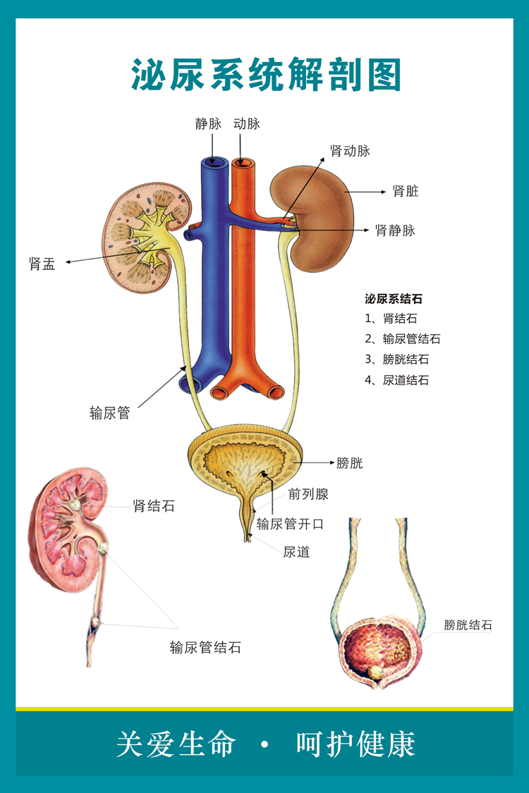 人体泌尿系统简图图片