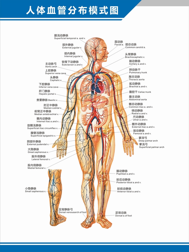 人体腰部血管分布图图片