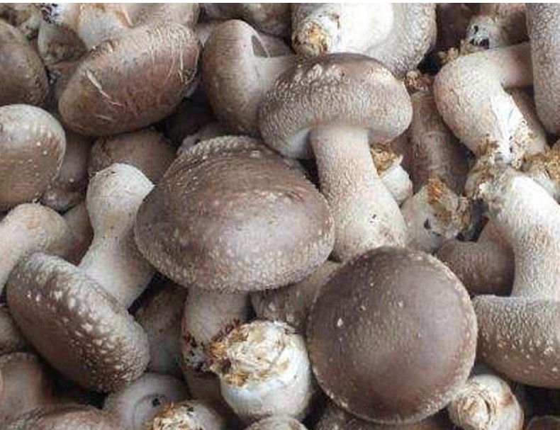 西峡馆西峡湿香菇鲜香菇现摘新鲜菌菇2斤装