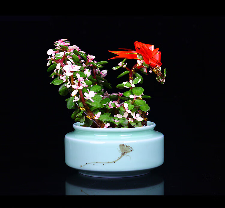 造型多肉植物老桩盆景雅乐之舞室内阳台庭院花卉 孔雀金枝玉叶/平安陶