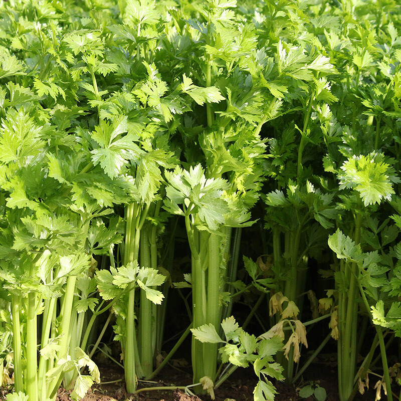 【农家种植】西芹5斤芹菜西洋芹新鲜蔬菜脆嫩无丝碎西芹榨汁 5斤