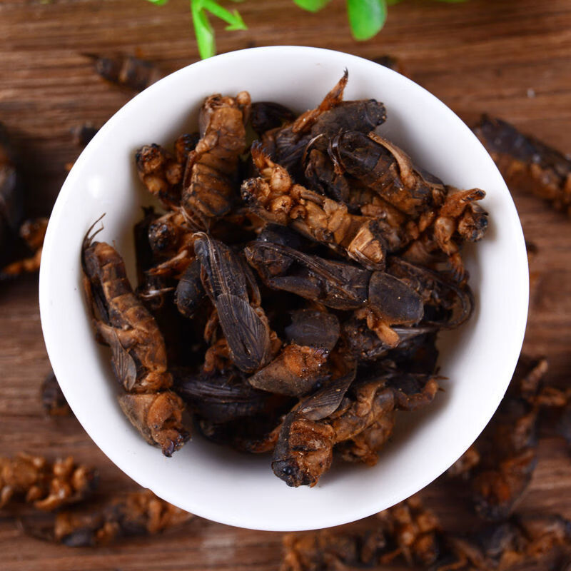 伟博精选蝼蛄 土狗 地狗 拉拉狗 中药材蝼蛄特级干货 可磨粉 100g