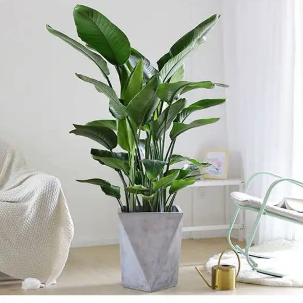 天堂鸟鹤望兰大型绿植盆栽室内客厅办公室大叶好养活190200cm六七株含