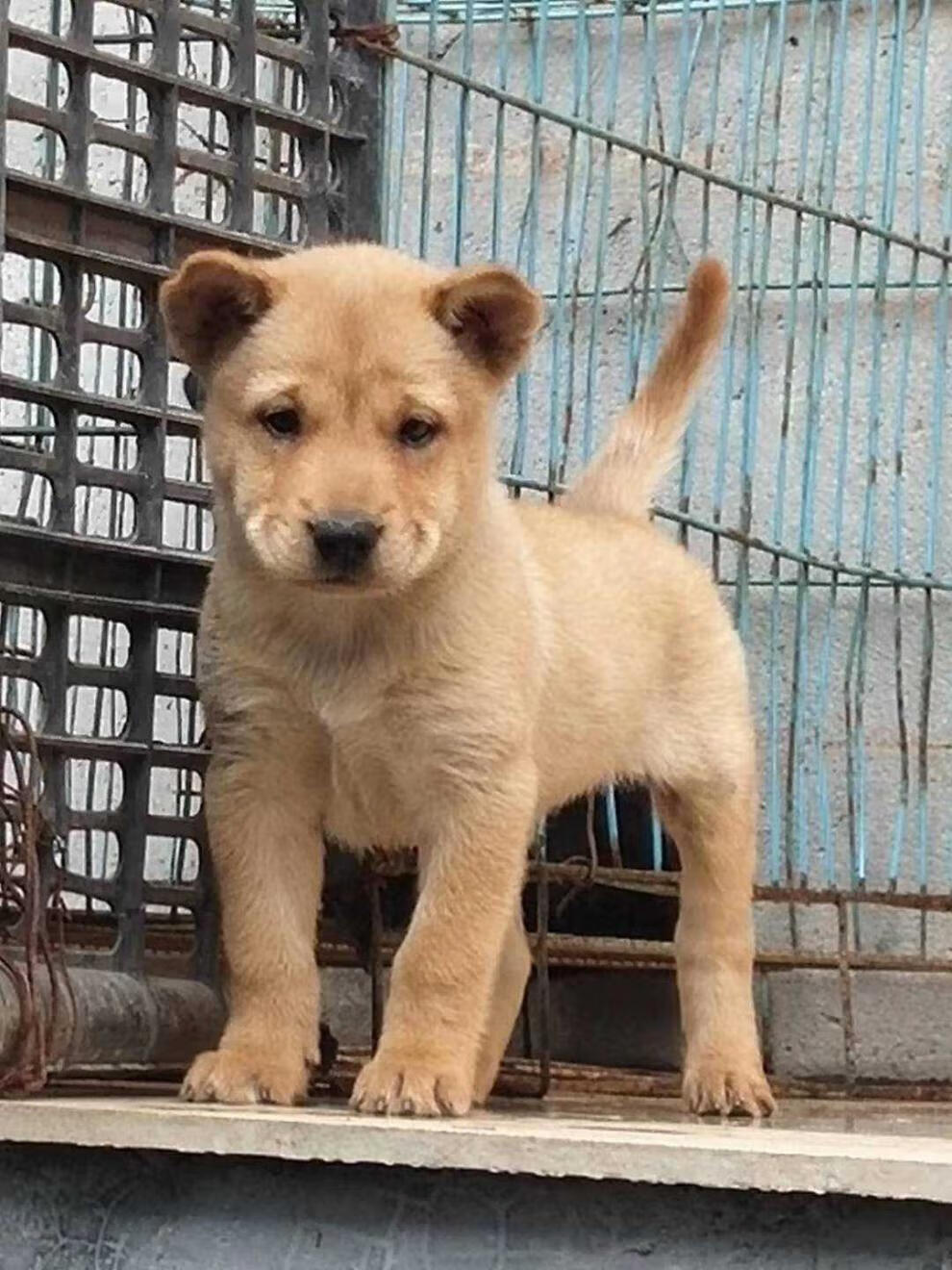 麥基樂 下司犬土獵犬五黑虎斑四眼黃犬黑狗花舌黑舌槍尾兔尾預定專拍