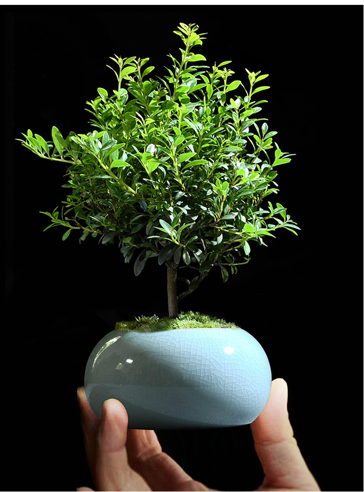 小叶赤楠盆景办公室花卉绿植室内好养四季常青植物创意迷你小盆栽小