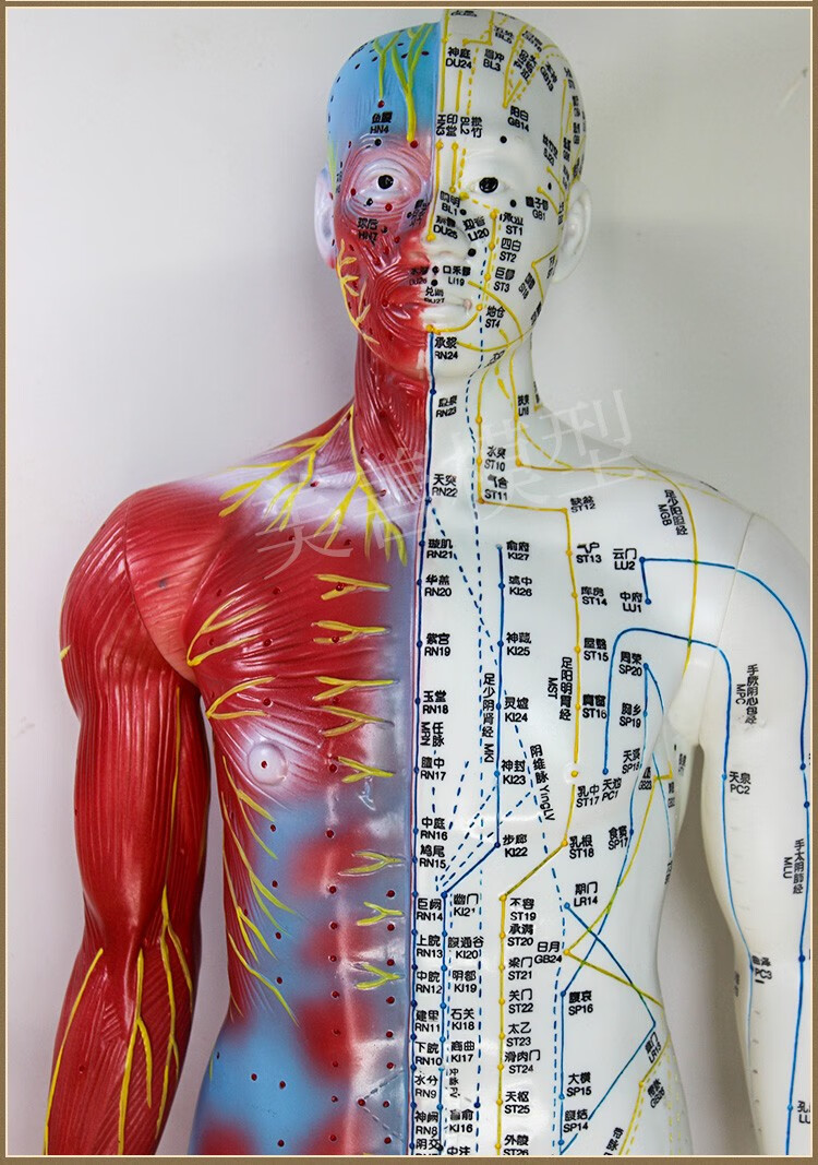 蓝蝶品牌 人体穴位针灸模型 铜色清晰经络通针灸铜人中医师傅人体穴位
