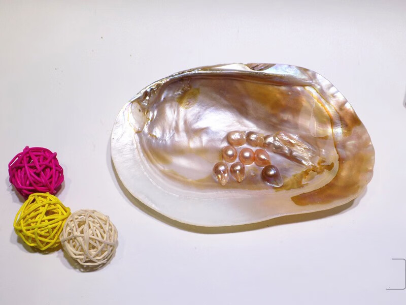 天然海螺摆件m 珍珠贝15--17厘米_无珍珠【精抛光】【图片 价格 品牌