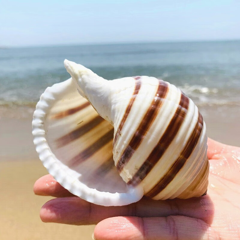 琴螺 天然贝壳大海螺 鱼缸水族箱装饰品卷贝鱼繁殖壳多肉花盆摆件 深