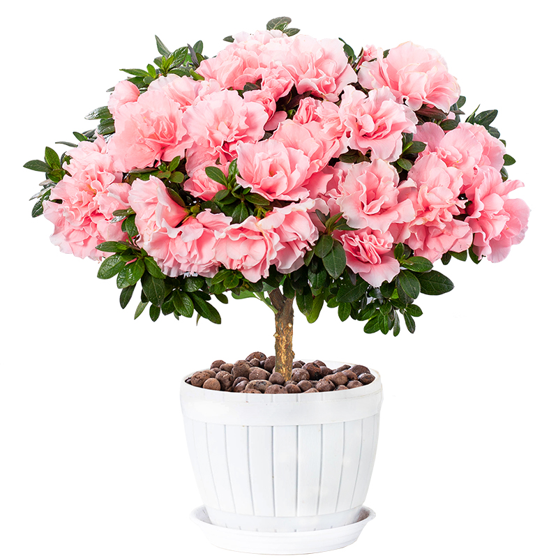 杜鹃花盆栽花卉植物室内花苗大棵 四季开花好养易活老桩绿植 中苗