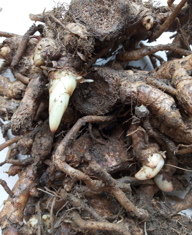 阳荷种 洋荷种苗 阳荷姜 种子 苗 阳霍 襄荷 种