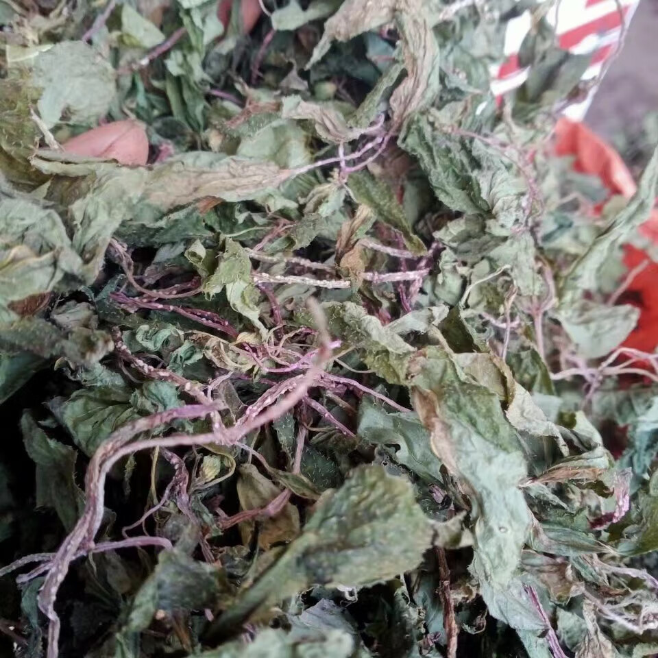 风柜斗草伟博贵州纯野生1斤风柜斗草干货500克风鼓草风谷草红杆风骨草