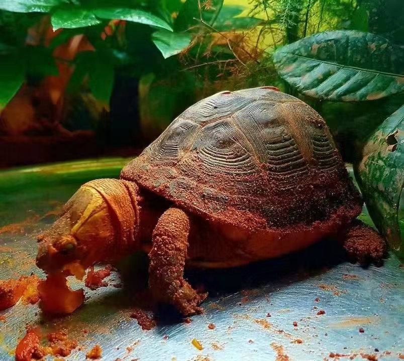 黄缘龟幼龟安缘龟苗观赏宠物乌龟活体黄喉水龟苗安缘大陆缘 黑色