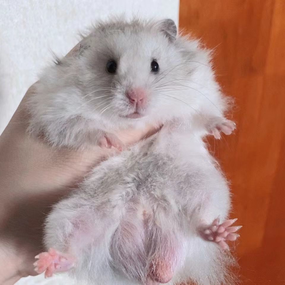 长毛金丝熊家养仓鼠米熊金丝熊米熊纯银包活可上手已打疫苗 绝美长毛