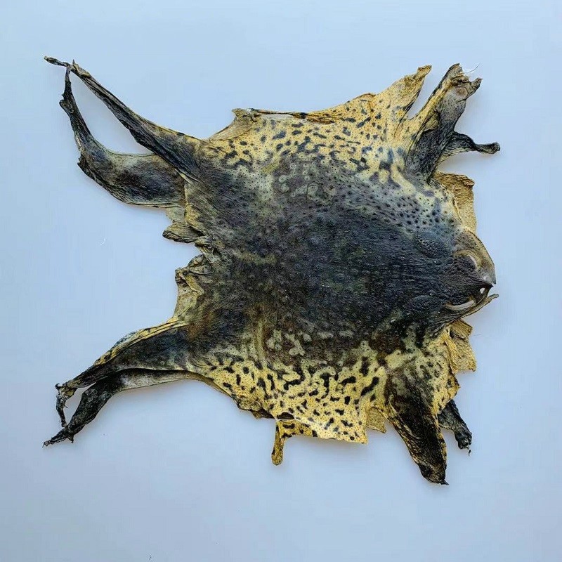 有仁堂中药材干脱癞蛤蟆皮整张精选大号瘌蛤蟆衣蟾蜍粉10张 大号瘌