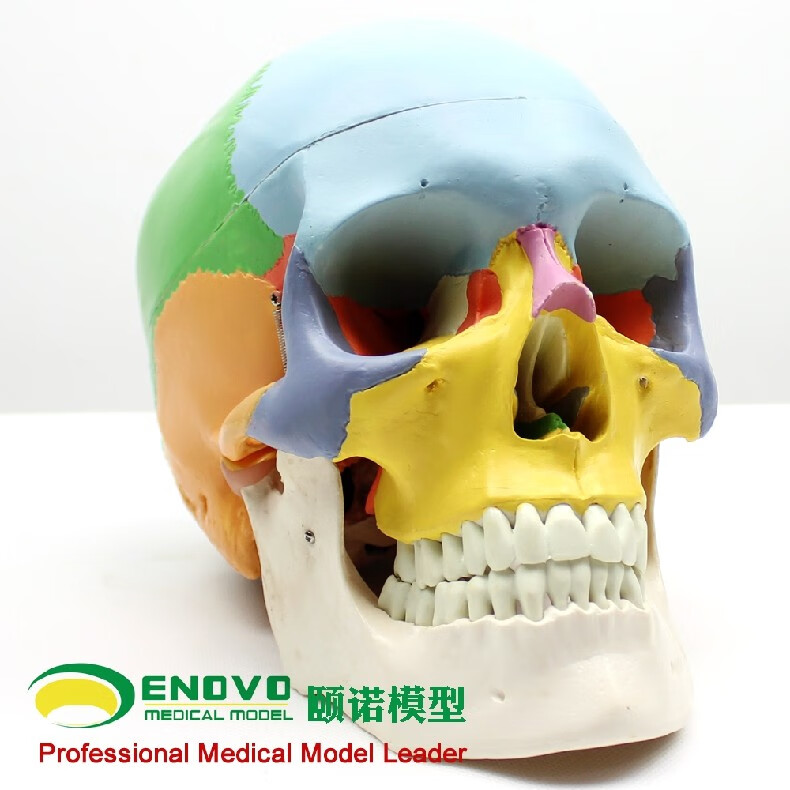 的头骨原型此款模型采用19种豪华色彩来展现头颅各种骨片的形状和关联