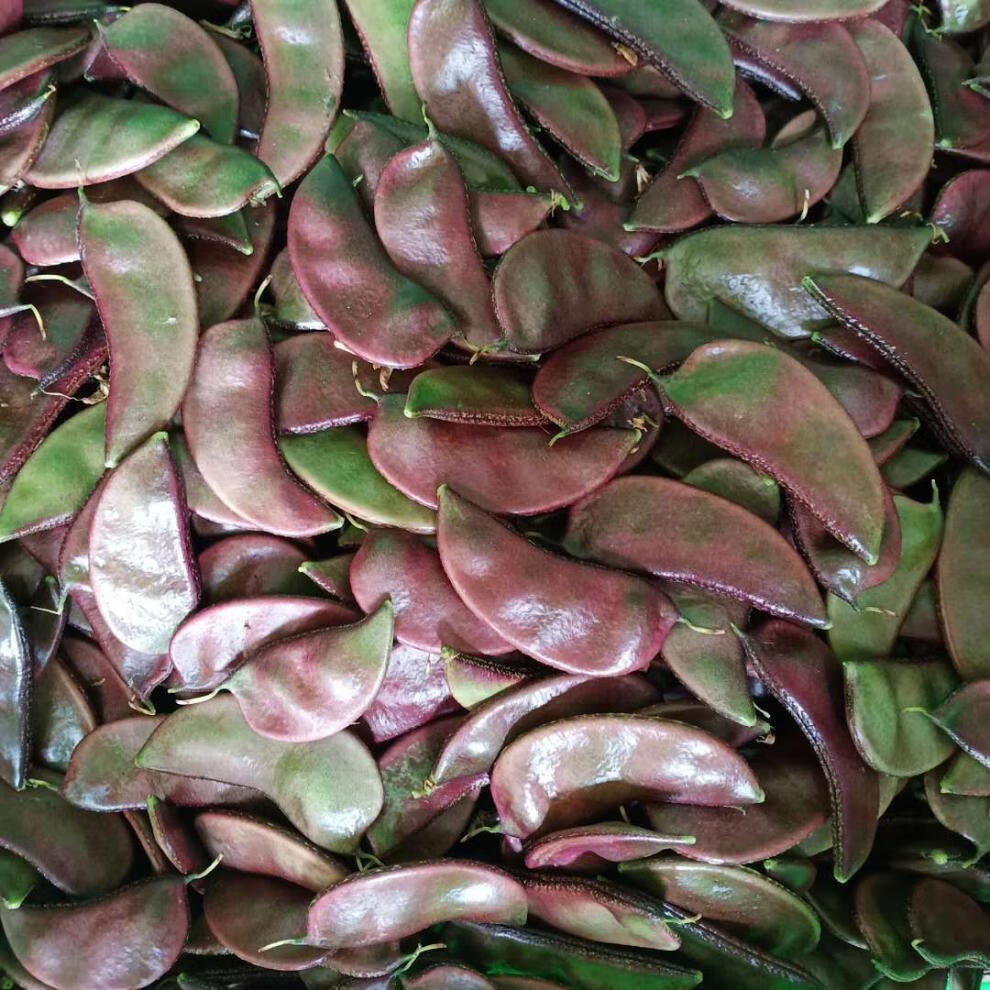 苏北农家自种新鲜露天扁豆红扁豆老品种紫扁豆扁豆荚猪耳朵一斤新鲜
