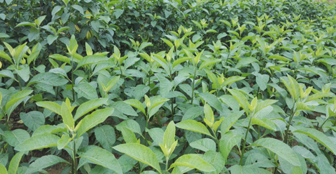 正宗马来西亚树苗 种苗斑鸠叶将军叶满15 新鲜叶干叶茶 4棵好苗 半斤