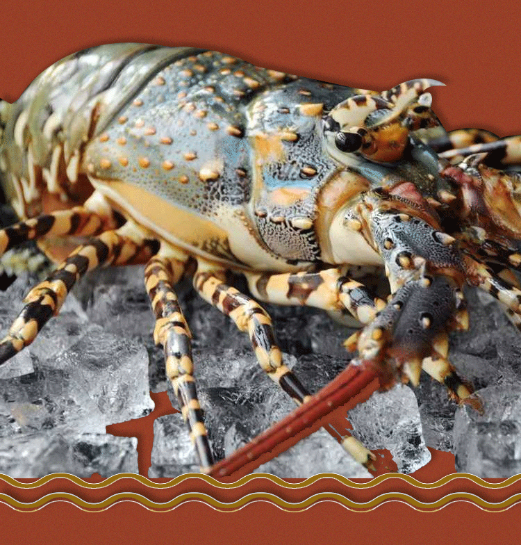 鲜活速冻小青龙 波士顿 澳洲大龙虾礼盒 澳洲龙虾 青龙虾 350g/只*2只