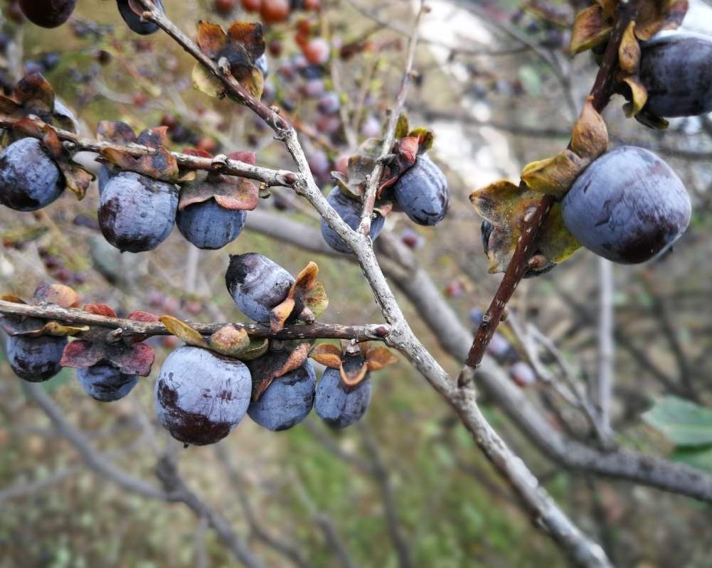 野生无核黑枣 君迁子 女娲故乡 正宗特产 食品 零食 软枣 圆枣 精品无