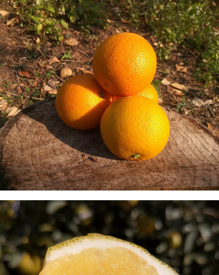 广西蜜香橙 新鲜现摘现发纯甜无酸蜂蜜橙桂林特产冰糖橙子 5斤 60mm