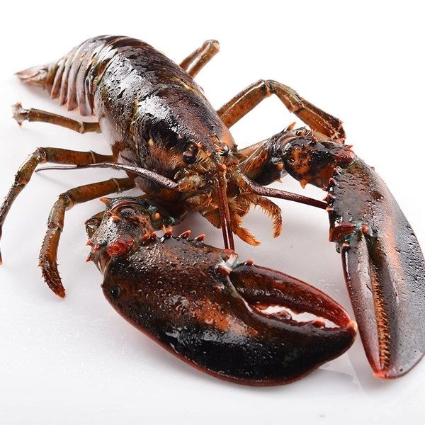 活冻波士顿龙虾大波龙速冻大龙虾生冻新鲜大波龙[生冻发货]展志曼智