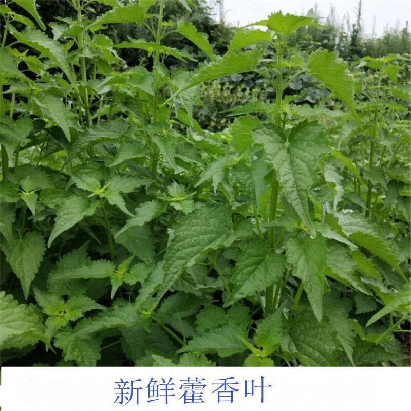 恬女神新鮮藿香葉魚香葉農家魚香草藿香苗草五香葉應季蔬菜500g