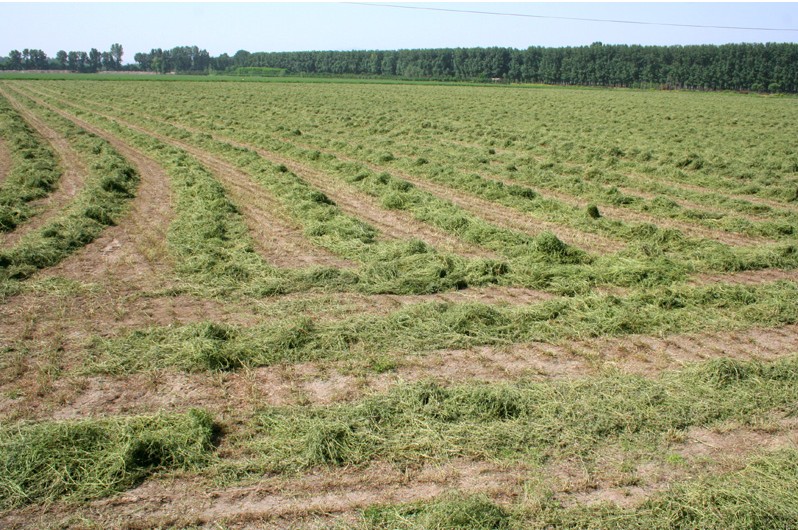 牧草种子紫花苜蓿草种子南方北方多年生耐寒牛羊兔牧草籽 一斤
