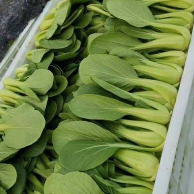新鲜上海青蔬菜小勺菜小青菜小油菜小白菜 5斤上海