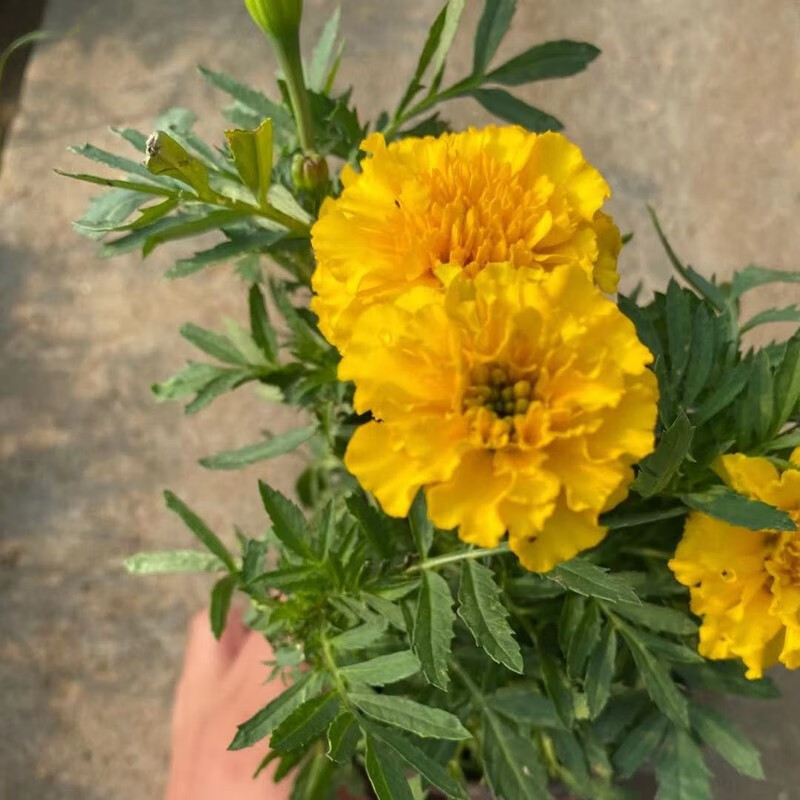 孔雀草矮生重瓣万寿菊带花庭院易活易种花卉盆栽四季开花植物孔雀草