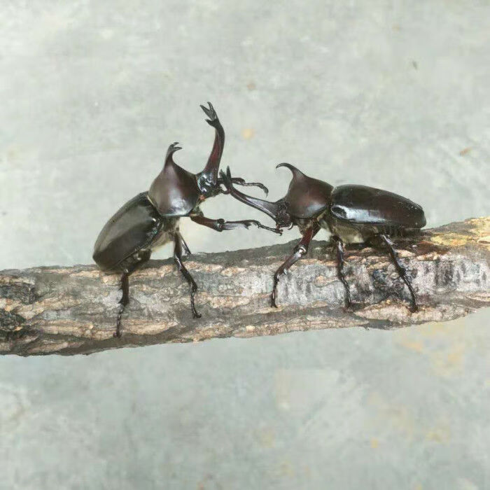 独角仙 甲虫昆虫宠物玩具巨型大甲虫适合新手 【包活】5-6厘米公虫 母