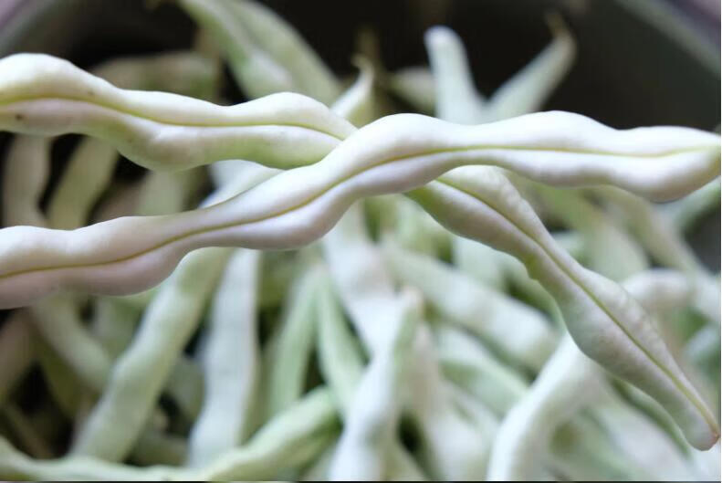 东北白豆角顺丰新鲜白芸豆角油豆角云豆四季豆白架豆蔬菜3斤