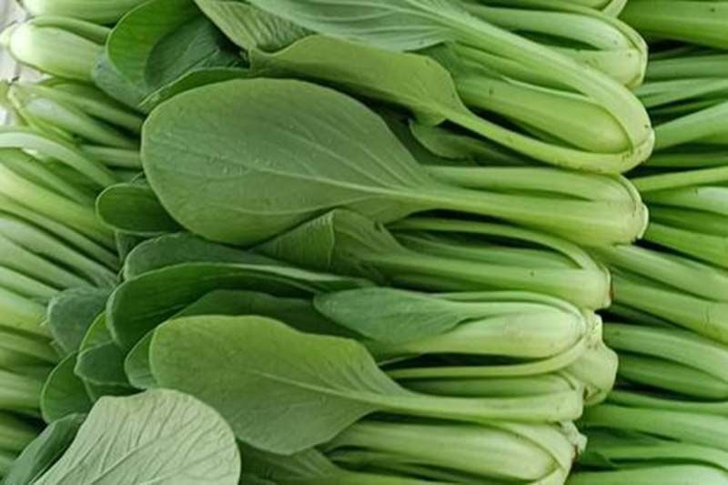 新鲜上海青蔬菜小勺菜小青菜小油菜小白菜 5斤上海