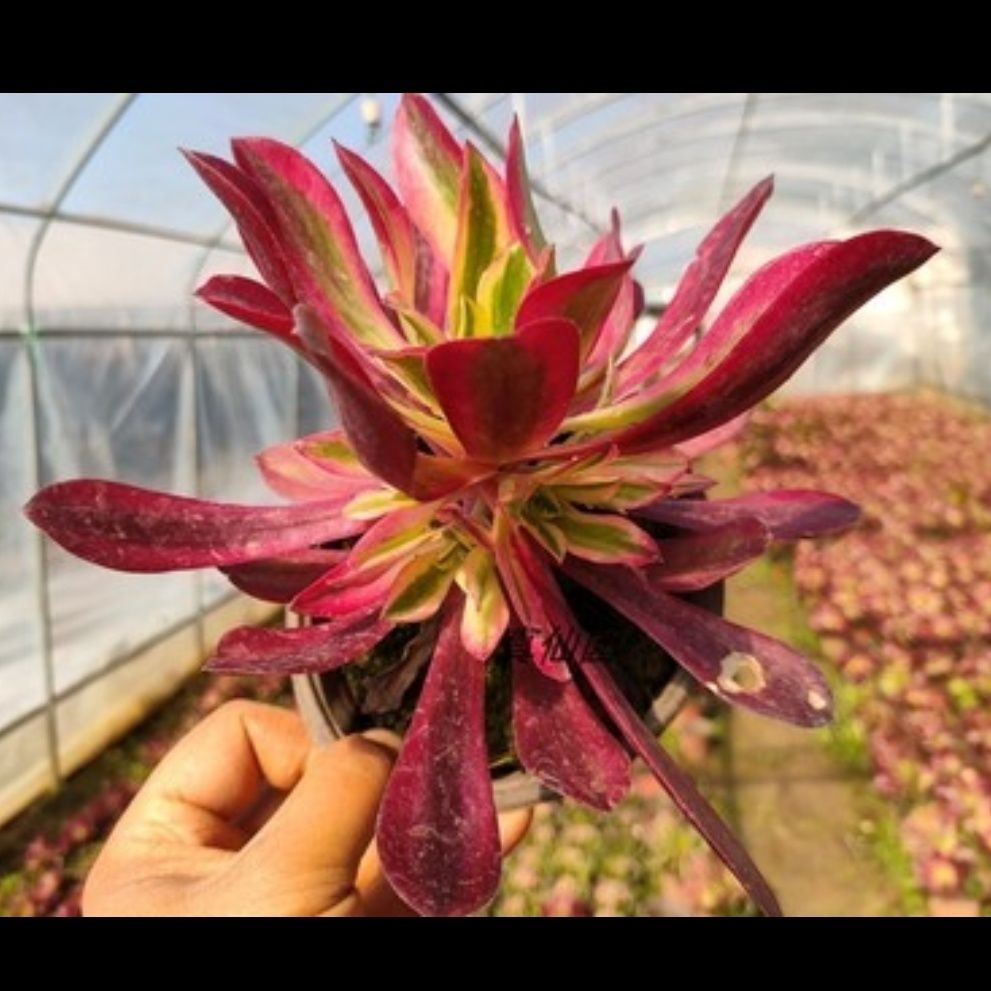 猪猪家多肉植物法师 粉女巫 美杜莎 欧佳丽 红覆轮 基地直销 粉女巫