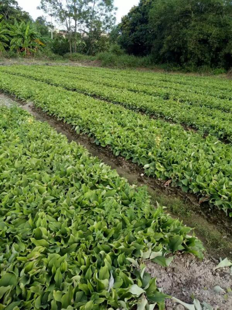 沙姜新鲜茂名高州特产沙姜山奈砂姜白切鸡椰子鸡猪脚配料2斤