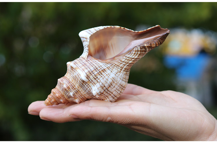 可狄 大海螺贝壳赤旋螺天然贝壳海螺花盆工艺品家居地中海装饰鱼缸