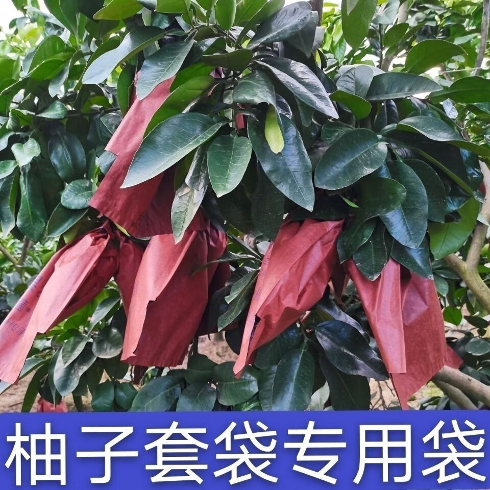 柚子套袋专用三红心蜜柚黄白沙田果树水果早熟三双层防虫鸟保护袋二层