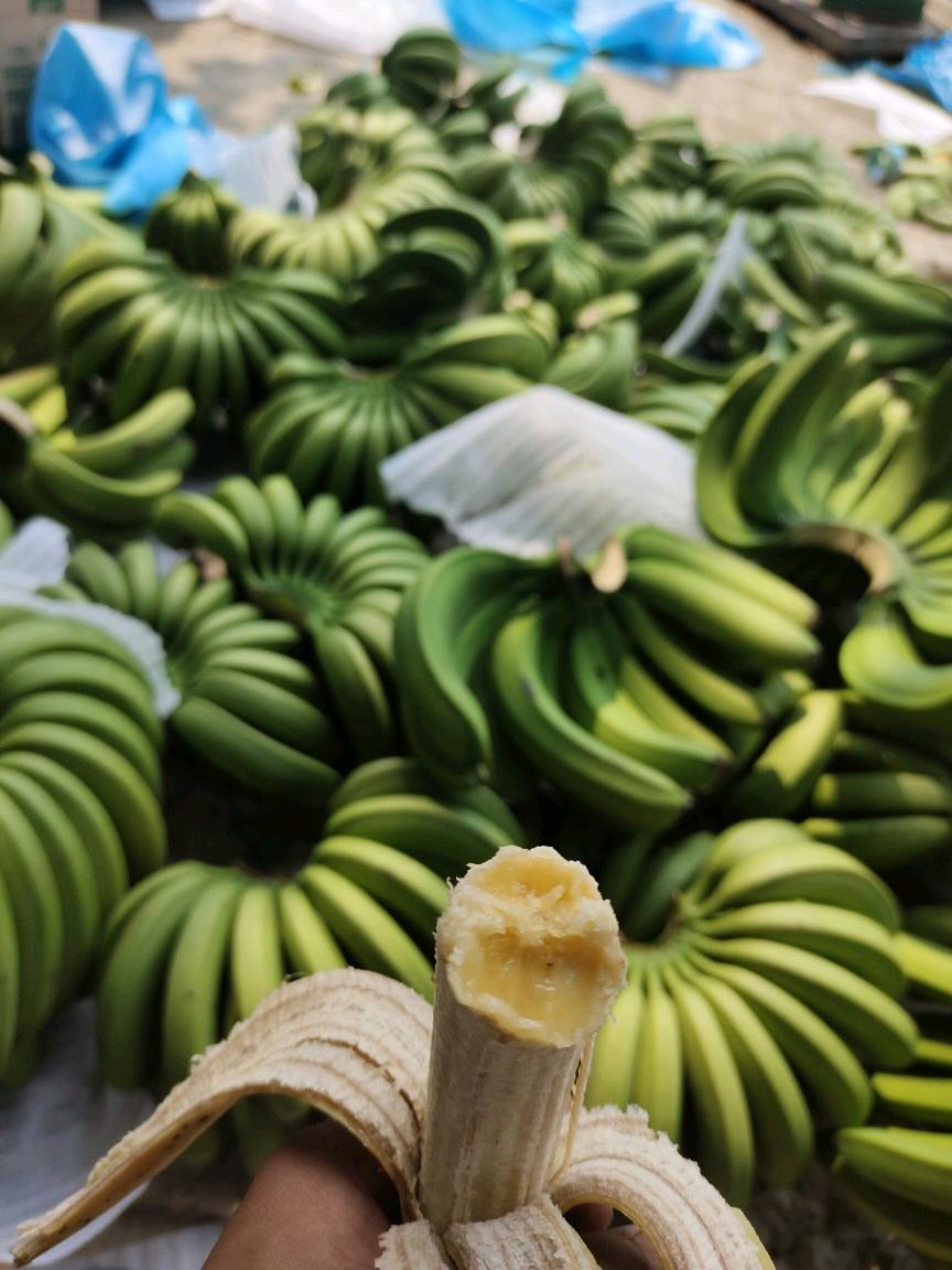 云南高山香蕉自家栽种当季新鲜水果现摘现发整箱气泡柱装10斤4500g