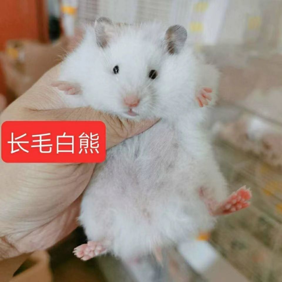 精品长毛熊活物长毛纯银杂银丁香长毛白熊可爱仓鼠宝宝 精品随机长毛